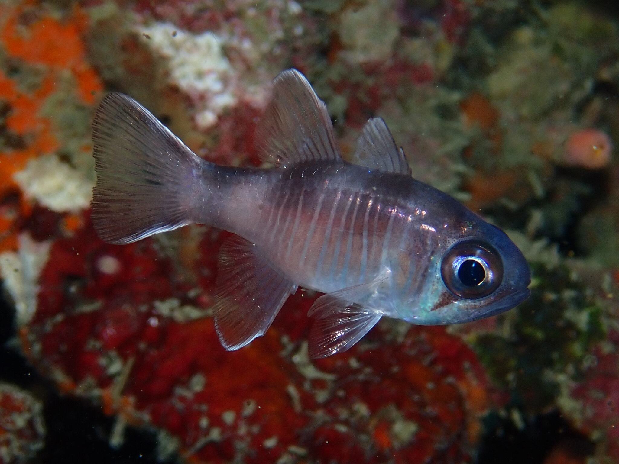 Look-Alike Cardinalfish photo 3