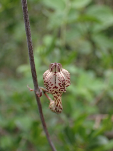 Ceropegia lugardae N.E.Br.