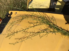 Lepidium pseudotasmanicum