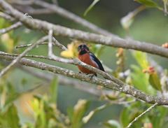 Diglossa brunneiventris