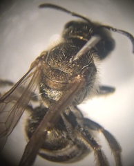 Halictus tumulorum