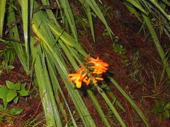 Crocosmia aurea