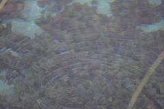 Herichthys minckleyi