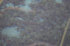 Herichthys minckleyi