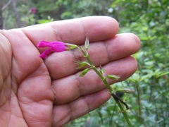 Salvia chiapensis