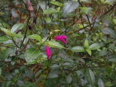 Salvia chiapensis