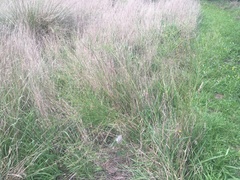 Lepidium pseudotasmanicum