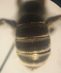 Halictus tumulorum