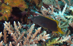 Cephalopholis cyanostigma
