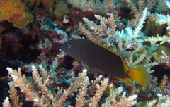 Cephalopholis cyanostigma
