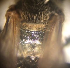 Halictus tumulorum