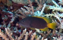 Cephalopholis cyanostigma