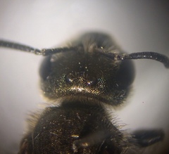 Halictus tumulorum