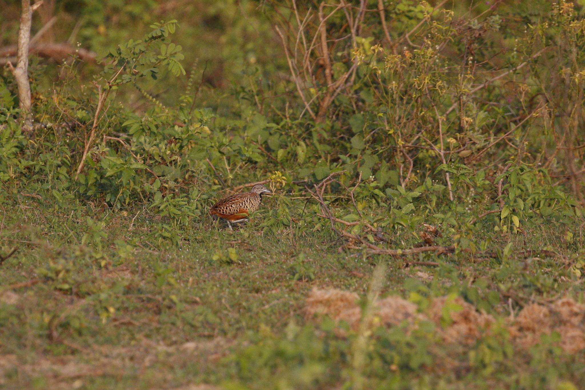 Barred Buttonquail (Turnix suscitator), photo 1