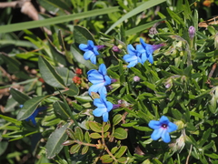 Glandora rosmarinifolia, photograph (c) gwynmwilliams, some rights reserved (CC BY)