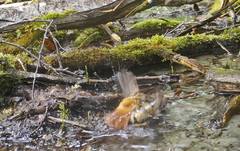 Phoenicurus phoenicurus phoenicurus