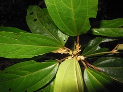 Hampea montebellensis