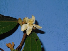 Hampea montebellensis