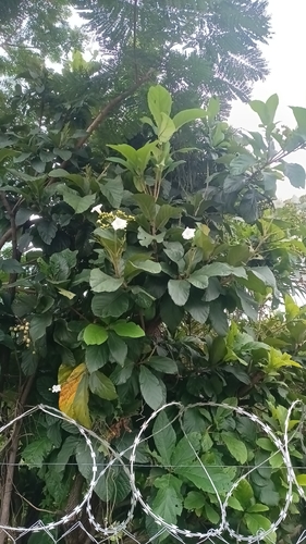 Foto de Babosa branca
