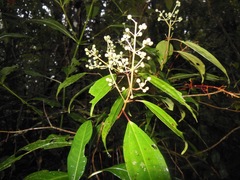 Miconia mexicana