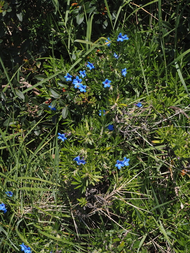 Glandora rosmarinifolia, photograph 2