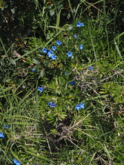 Glandora rosmarinifolia, photograph (c) gwynmwilliams, some rights reserved (CC BY)