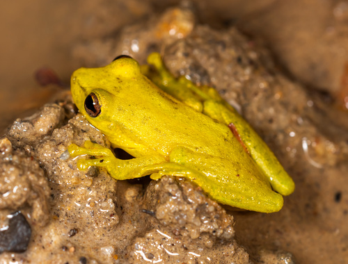Manrique Snouted Treefrog, Scinax manriquei