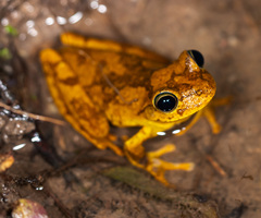 Banana Tree Dwelling Frog photo 3