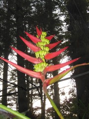 Heliconia adflexa