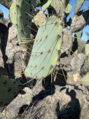 Opuntia cacanapa