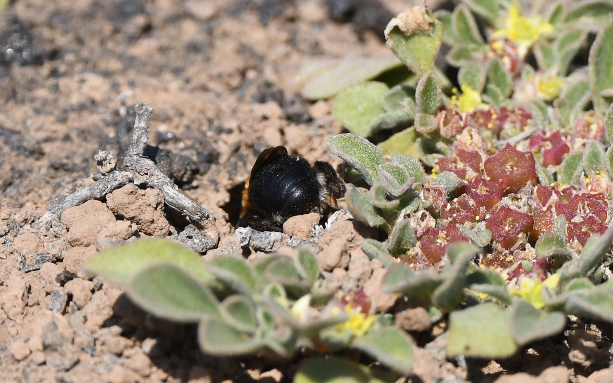 Anthophora purpuraria