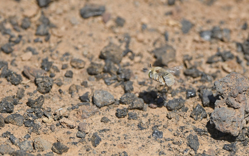 Anthophora lieftincki