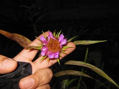 Elleanthus capitatus