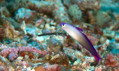 Nemateleotris decora