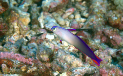 Nemateleotris decora