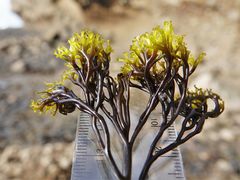 Psilophycus alveatus