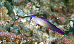 Nemateleotris decora