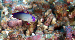 Nemateleotris decora