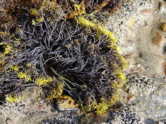 Psilophycus alveatus