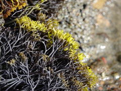 Psilophycus alveatus