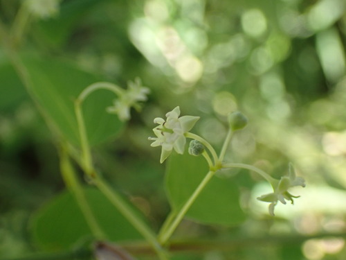 Soap Bush (Helinus integrifolius)
