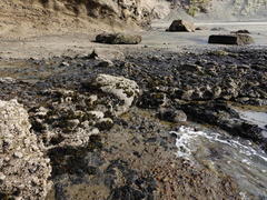 Psilophycus alveatus