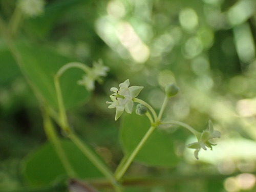 Helinus integrifolius, photograph 5