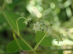 Helinus integrifolius, photograph (c) timharris, some rights reserved (CC BY)