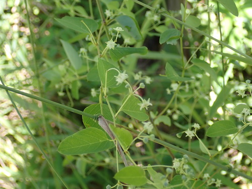 Helinus integrifolius, photograph 6