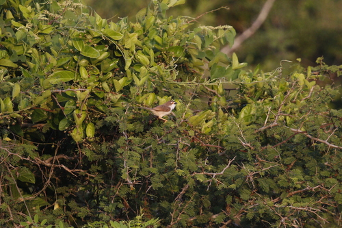 Yellow-eyed Babbler (Chrysomma sinense), photo 5