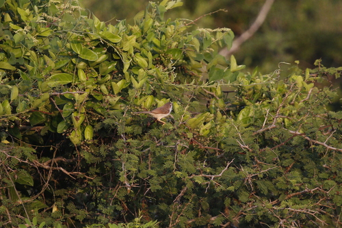 Yellow-eyed Babbler (Chrysomma sinense), photo 6