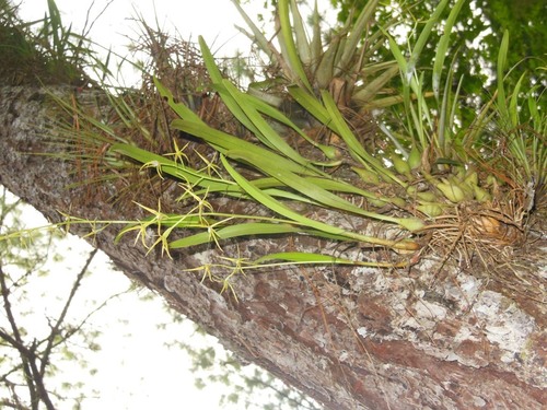 Prosthechea rhynchophora, photograph 5