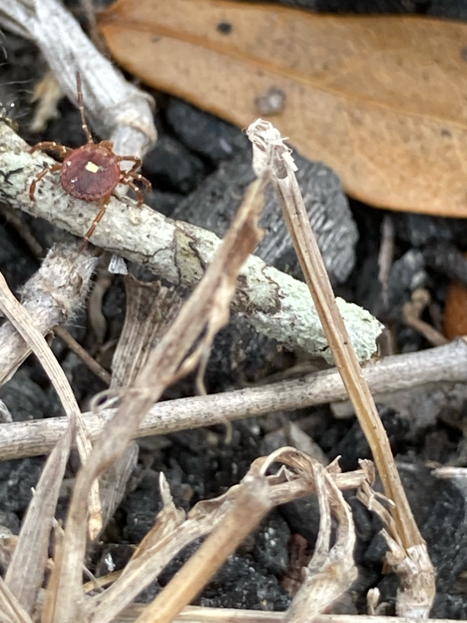 Amblyomma americanum Linnaeus, 1758