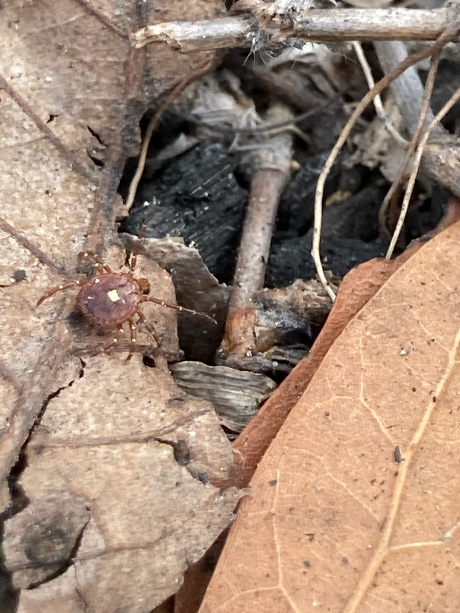 Amblyomma americanum Linnaeus, 1758